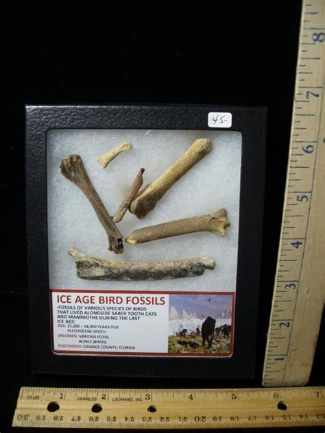 Ice Age Bird Fossils (040822w) - The Stones & Bones Collection