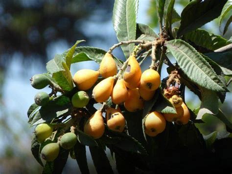 Medlar: description, varieties, varieties, when and how it blooms ...