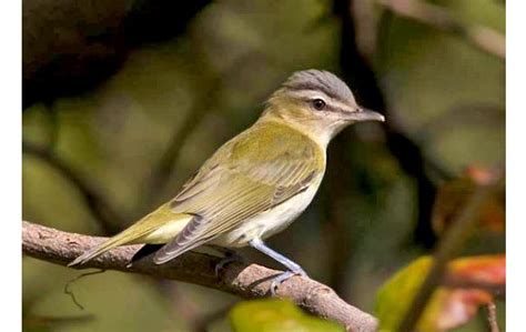 Red-eyed Vireo (Vireo olivaceus) - Peru Aves