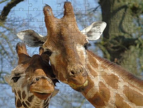 Free Animal Jigsaw Games - Jigsaw Puzzles of Animals