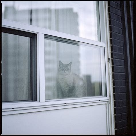 Staring contest with a cat [500CM; Fuji 400H] : r/analog