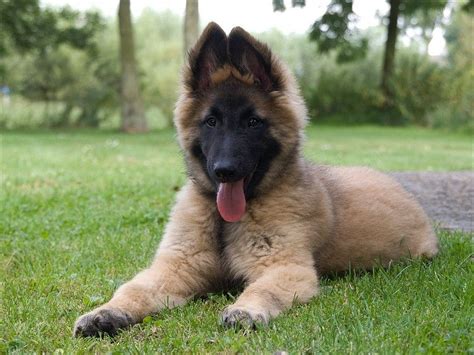 German Shepherd Belgian Shepherd - shepherd