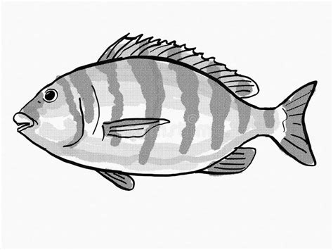 Fish Sheepshead Stock Illustrations – 37 Fish Sheepshead Stock ...