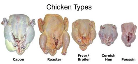 Chicken Types. | Meat chickens, Chicken roaster, Chickens