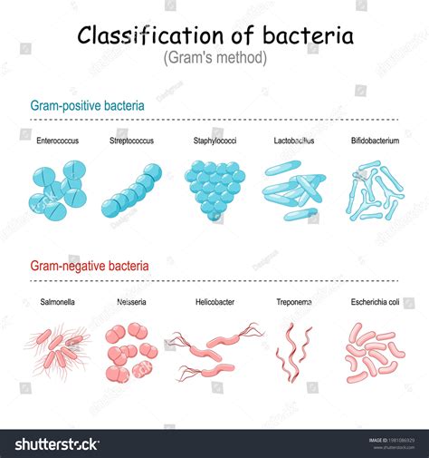 376 Bacteria classification Görseli, Stok Fotoğraflar ve Vektörler ...