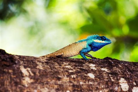 Beautiful Blue Crested Lizard Stock Image - Image of climbing, wild ...