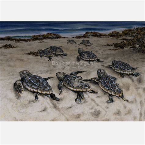 Loggerhead sea turtle hatchlings – drawnbydawn