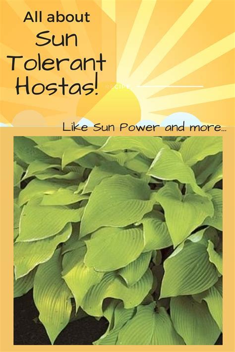 What Are Sun Tolerant Hostas? | Hostas, Shade perennials, Hosta plants