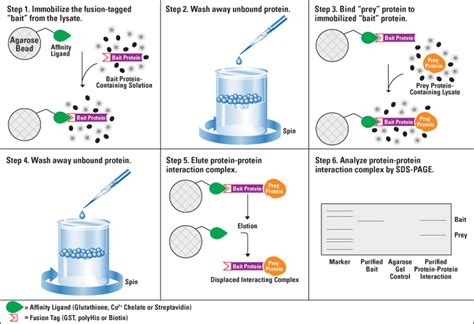 Pull down Assay - Theory of Cancer Biology: A view through my thesis