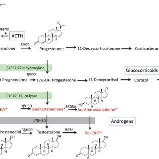 Steroid synthesis pathways. Mineralocorticoid, glucocorticoid ...