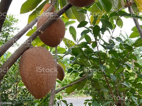 Mamey Sapote Or Big Sapodilla Sapota Fruit Plant 01 Stock Photo ...