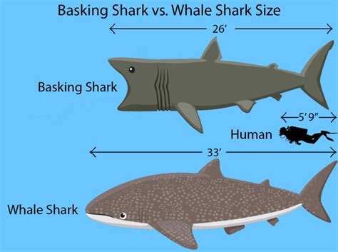 Basking Shark vs. Whale Shark: The Oceans' Biggest Fish