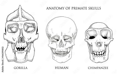 Gorilla Skull Vs Human Skull