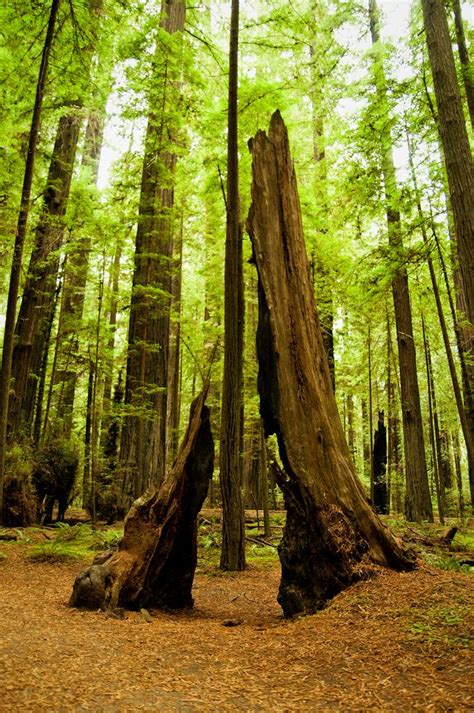 Humboldt Redwoods State Park, California | Nature, Humboldt redwoods state park, The great outdoors