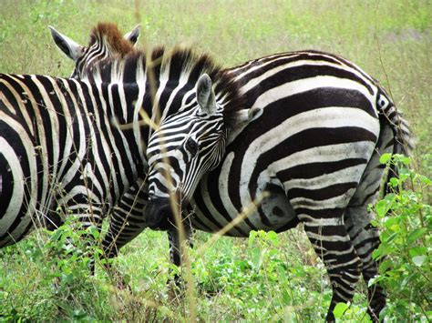 WILDLIFE HOLIDAYS IN ETHIOPIA - Abajifar