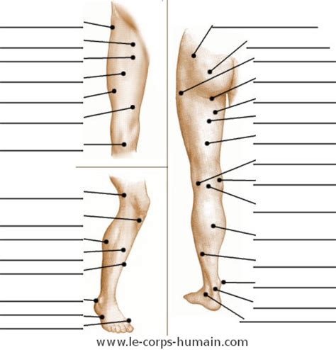 Les quiz sur le corps humain - Une image de l'anatomie de la surface de la jambe