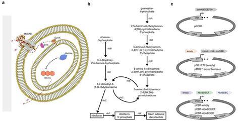 Co-expression of the Mtr pathway and a flavin biosynthesis pathway. (a)... | Download Scientific ...