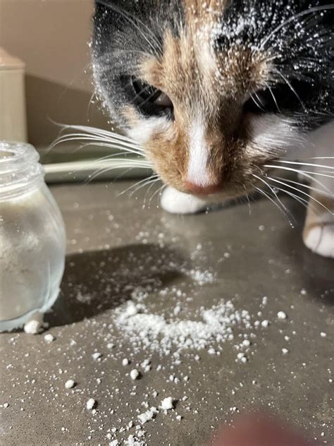 cocaine | Cocaine Cat | Know Your Meme