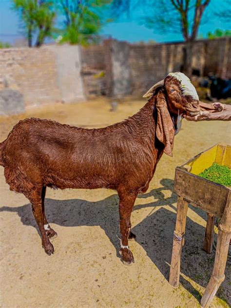 The Beetal Goat is a Breed from the Punjab Region Ofpakistan and India Isused for Milk and Meat ...