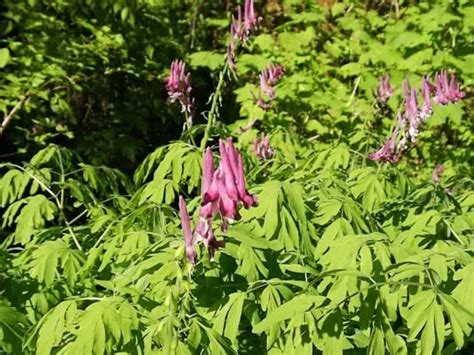 Corydalis, How to grow and care for Corydalis plants - Garden Helper, Gardening Questions and ...