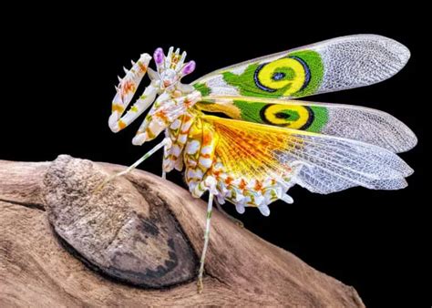 Are White Praying Mantises Rare? – WhatBugIsThat