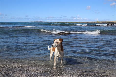 Dog Friendly Beaches on Long Island - The Barking Blog