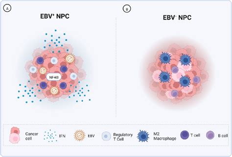 Differences in the TIME between EBV-positive (EBV+) and EBV-negative ...