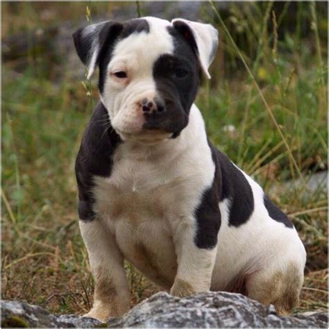 Catahoula Bulldog - Breeders, Puppies, Pictures, Facts, lifespan ...