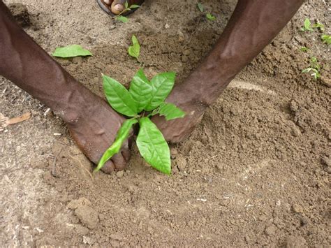 Pictures of African Cocoa Farming: Cocoa Seedlings (1)