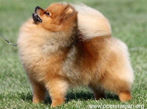 Pomeranian Haircuts and the Pomeranian Lion Cut | Pomeranian puppy ...