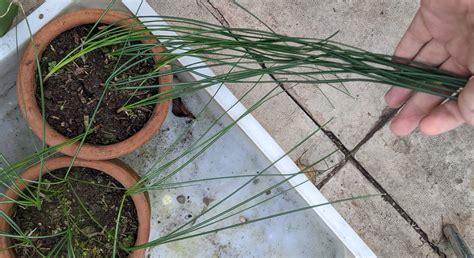 Todays saffron harvest! : r/gardening