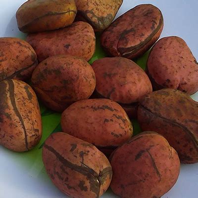 Kola Nut – Green Action Ghana