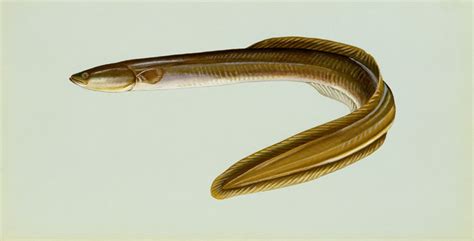 Anguillidae - freshwater eels | Wildlife Journal Junior