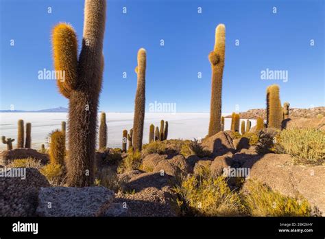 Incahuasi island (Cactus Island) located on Salar de Uyuni, the world's largest salt flat area ...