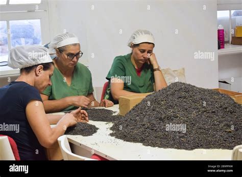 People are selecting dry tea leaves. Tea factory workers Stock Photo - Alamy