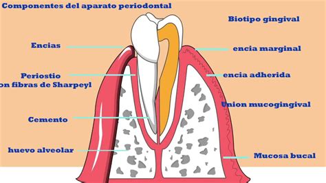 ANATOMÍA DEL PERIODONTO - PORTAFOLIO FAEST SOTELO