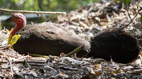 Where to find a three-tonne brush turkey nest near you