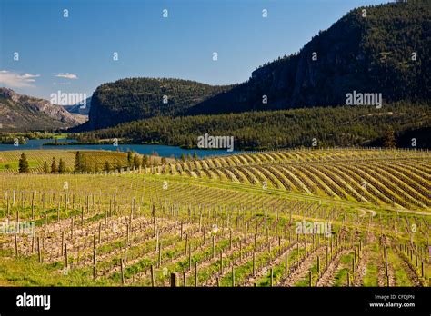 Grapevines in bud burst in spring at Blue Mountain Winery, Okanagan Valley, British Columbia ...