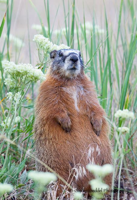 Fat marmot in buckwheat. | Goeddel Photography | Cindy Goeddel ...