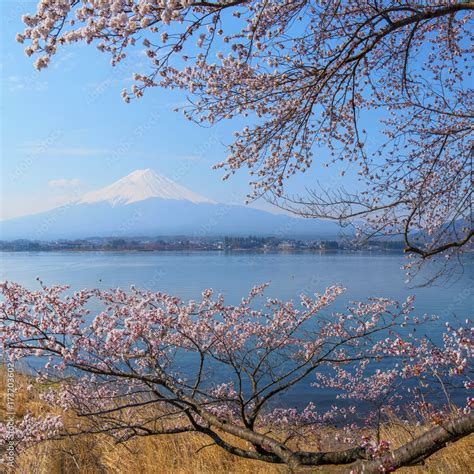 Mt Fuji and Cherry Blossom Stock Photo | Adobe Stock