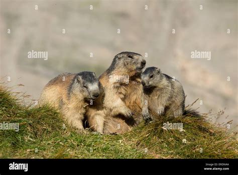 Alpine marmots Stock Photo - Alamy