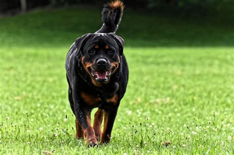 Most Muscular Dog Breeds In the World[Top 10 Breeds] - PetShoper