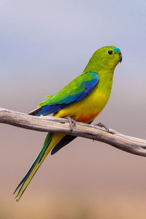 Rats Kill Rare Orange-Bellied Parrots In Tasmanian Breeding Facility | Nature World News