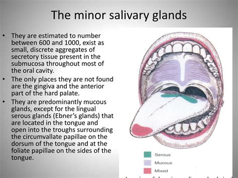 PPT - Salivary Glands and Saliva PowerPoint Presentation, free download - ID:2228551