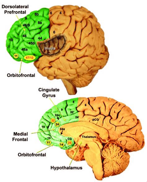 Prefrontal Cortex Diagram