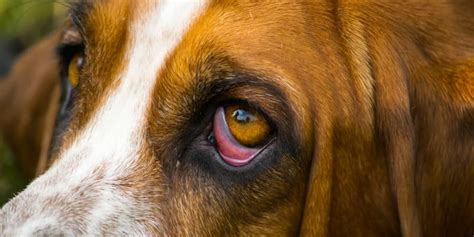 14 Basset Hound Health Problems : Causes, Tests & Treatments