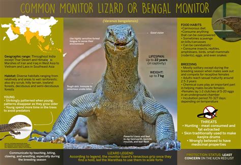 Bengal Monitor Lizard: Facts, Habitat, and Illegal Trade | Roundglass ...