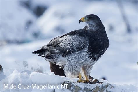 BIRDING IN TIERRA DEL FUEGO NATIONAL PARK