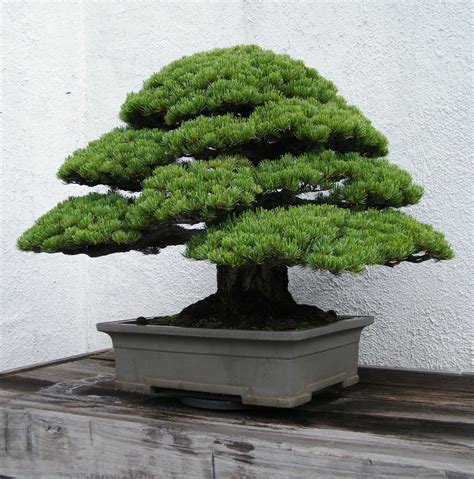 5 Incredibly Beautiful Pine Bonsai Trees [With Photos] - Love My Bonsai