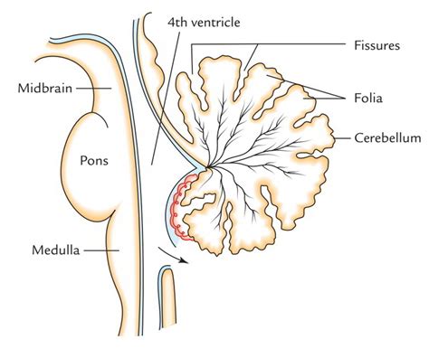 Fourth Ventricle – Earth's Lab